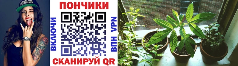 Каннабис Amnesia  Купить закладки  Выкса 